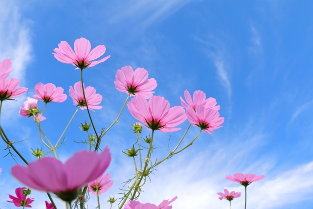 コスモスの花